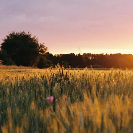 Alte Schmiede 게스트하우스 니에메크