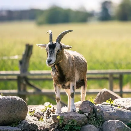 Alte Schmiede 게스트하우스