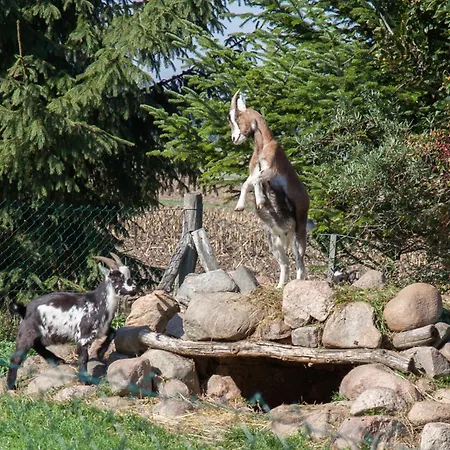 Alte Schmiede Guest house Niemegk (Brandenburg)