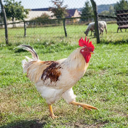 게스트하우스 Alte Schmiede