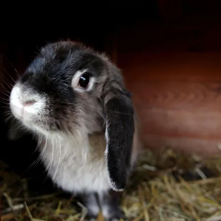 Alte Schmiede 게스트하우스