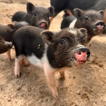 게스트하우스 Alte Schmiede