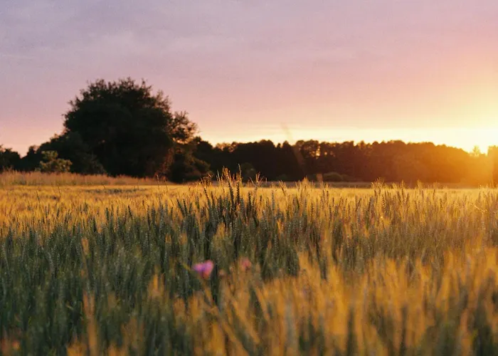 Alte Schmiede بيت ضيافة Niemegk (Brandenburg)