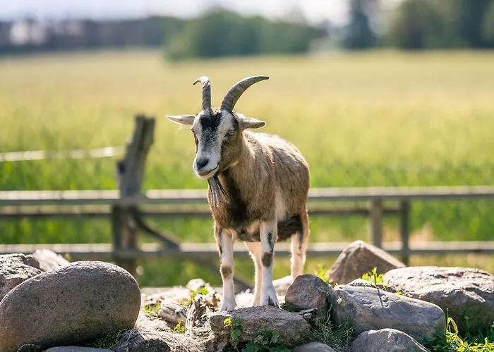 Alte Schmiede بيت ضيافة