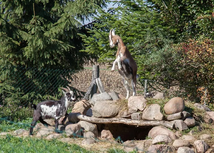 Alte Schmiede بيت ضيافة Niemegk (Brandenburg)