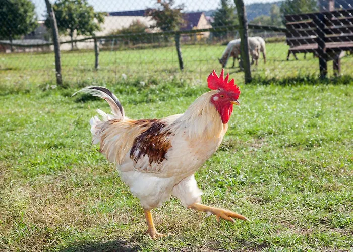 بيت ضيافة Alte Schmiede