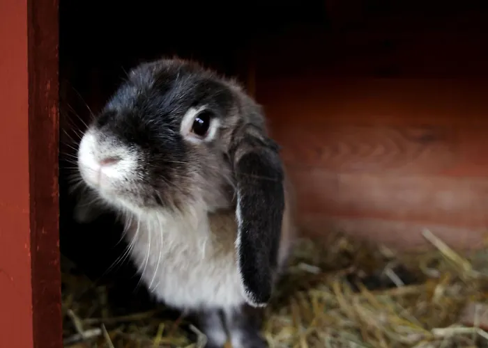 Alte Schmiede بيت ضيافة