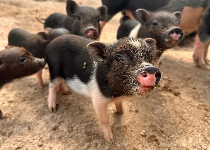 بيت ضيافة Alte Schmiede